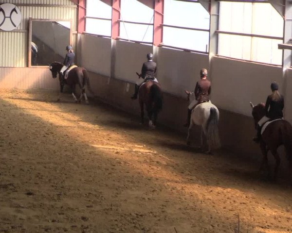 Reitturnier Lüdinghausen-Westrup 2017