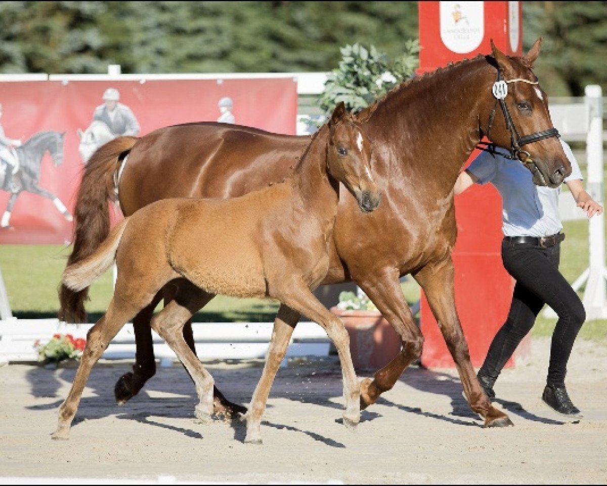 dressage horse Bella Festiva K (Oldenburg, 2016, from Bon Coeur)