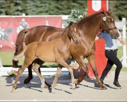 dressage horse Bella Festiva K (Oldenburg, 2016, from Bon Coeur)