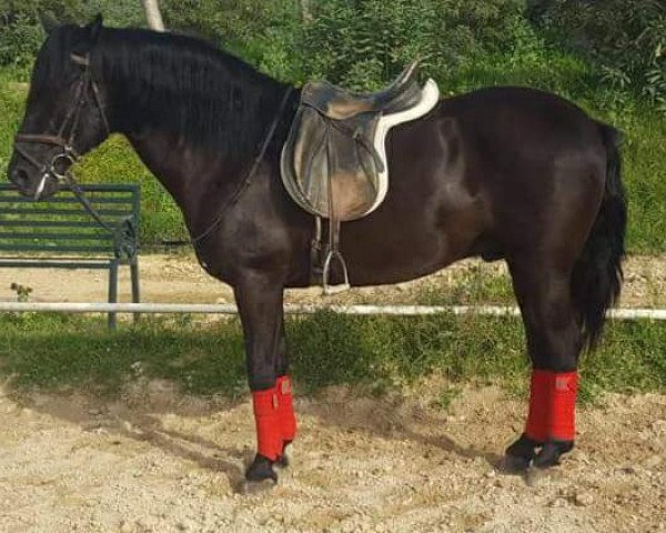 horse MONTENEGRO (Pura Raza Espanola (PRE), 2007)