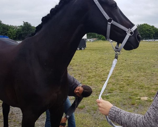 dressage horse Fantastic Dancer 2 (Rhinelander, 2009, from Feiner Bedo)