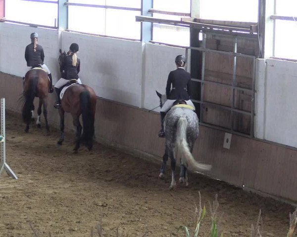 Reitturnier Lüdinghausen-Westrup 2017