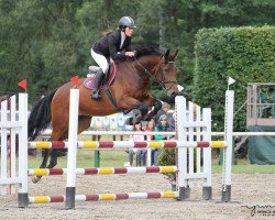 broodmare Candy Girl SL (Oldenburg show jumper, 2014, from Conteur)