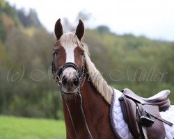 dressage horse Palm Beach 34 (German Riding Pony, 2009, from Principal Boy)