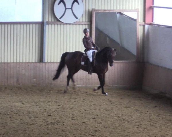 Reitturnier Lüdinghausen-Westrup 2017