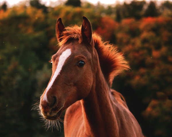 Pferd Ruby Rose K (Deutsches Reitpferd, 2018, von Rosenquarz MD)