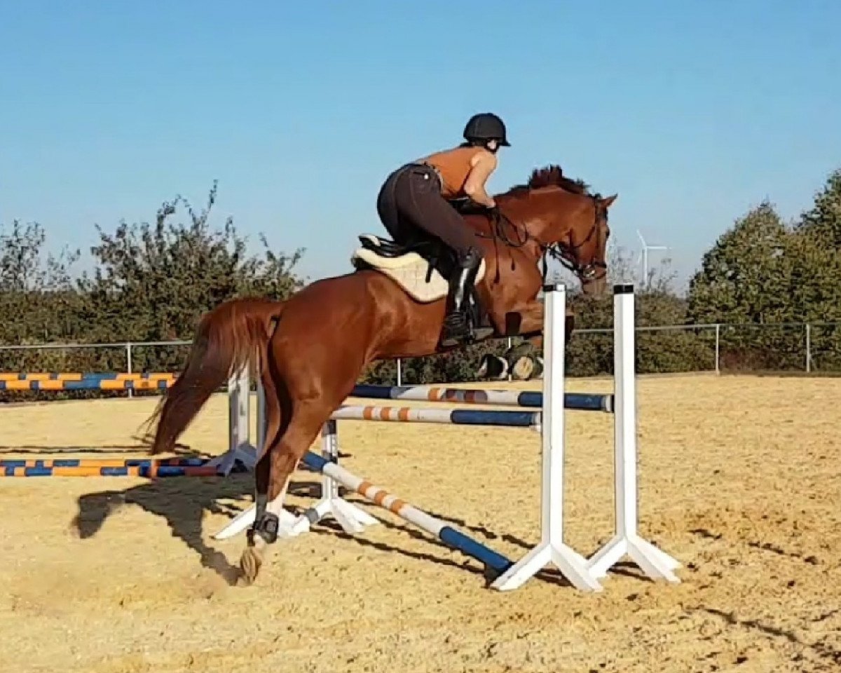 horse Hemmingway 28 (Hanoverian, 2005, from His Highness)