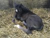 dressage horse Eskado H (Westphalian, 2018, from Ehrenstolz)