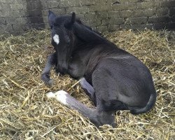 dressage horse Eskado H (Westphalian, 2018, from Ehrenstolz)