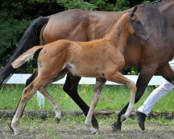 Pferd Unica (Deutsches Sportpferd, 2014, von Dujardin)