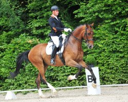 dressage horse Don Desaggio (Westphalian, 2010, from Don Havidoff)