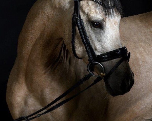 dressage horse Steendieks Concerto (German Riding Pony, 2013, from FS Chambertin)