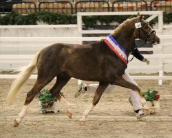 stallion Schierensees Mainstream (German Riding Pony, 2013, from FS Mr. Right)