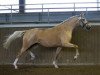 broodmare Crown Gold and Glossy (German Riding Pony, 2012, from Steendieks Champ of Glory)