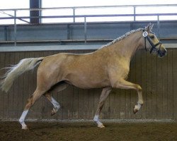 broodmare Crown Gold and Glossy (German Riding Pony, 2012, from Steendieks Champ of Glory)