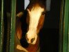 broodmare Monique (KWPN (Royal Dutch Sporthorse), 1998, from Bayard)