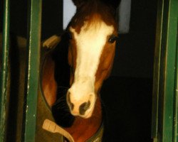 broodmare Monique (KWPN (Royal Dutch Sporthorse), 1998, from Bayard)