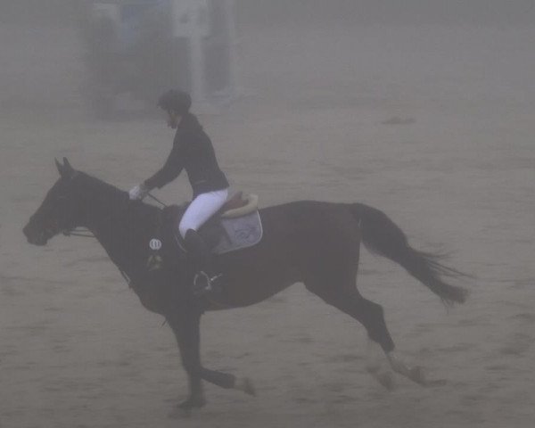 Reitturnier Köln-Leverkusen 2017
