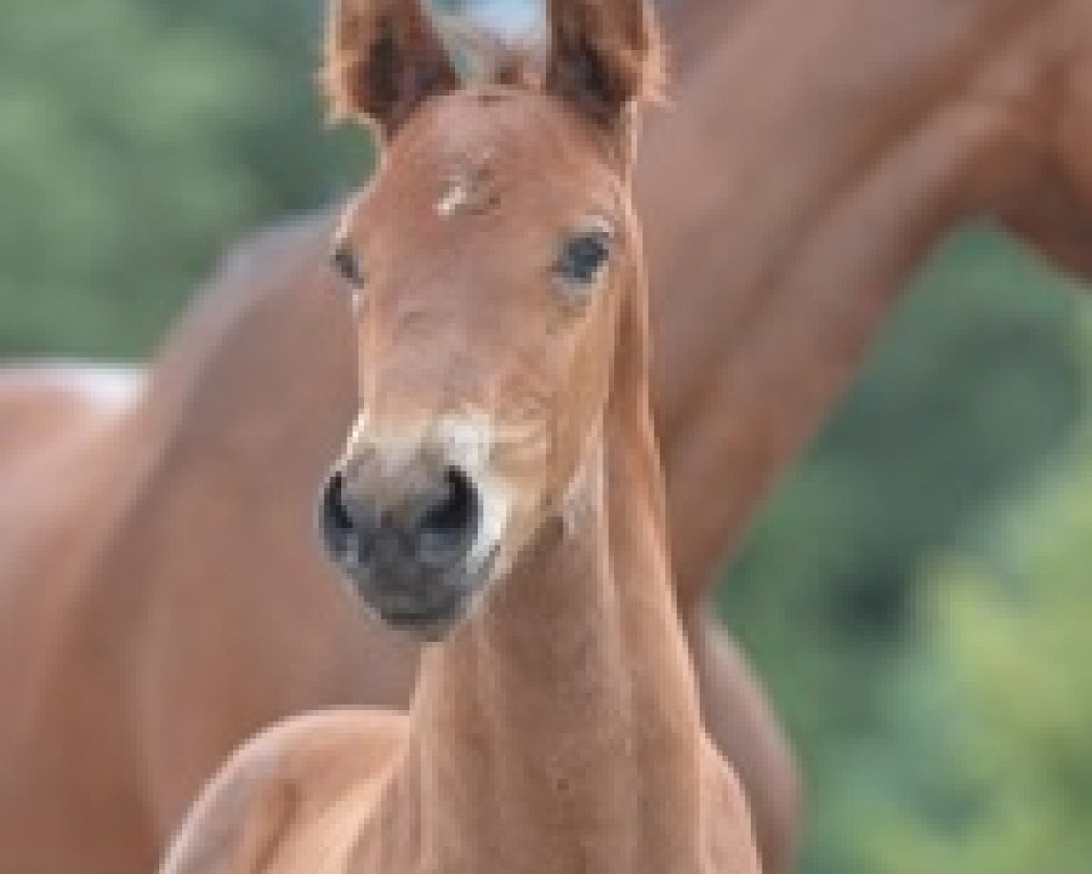 jumper Kafkas Kasanova (German Sport Horse, 2018, from Kasanova de La Pomme)