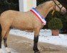 stallion Steendieks Cat Balou (German Riding Pony, 2010, from FS Chambertin)