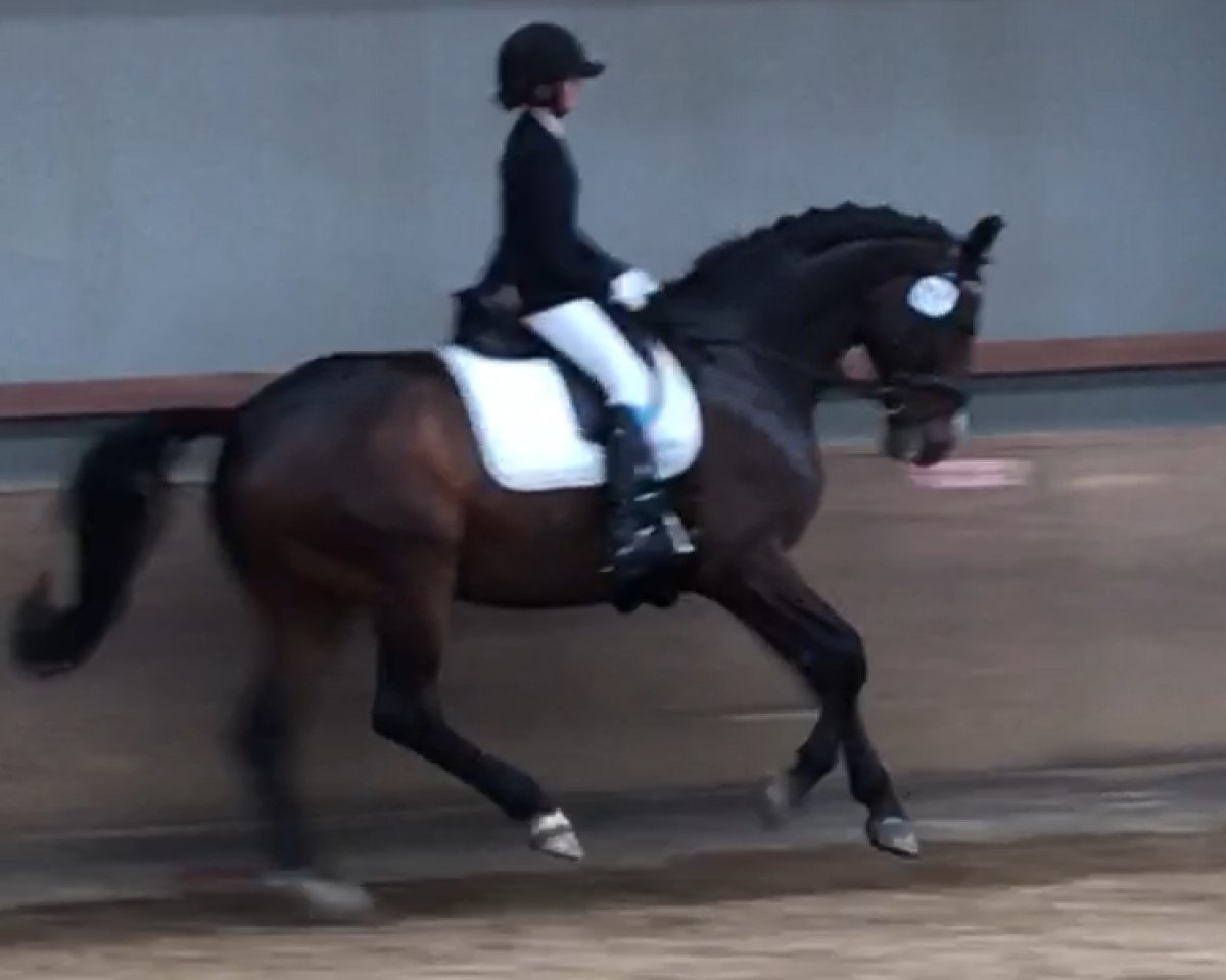 dressage horse Florentinus K (Hanoverian, 2004, from Florianus)
