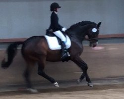 dressage horse Florentinus K (Hanoverian, 2004, from Florianus)