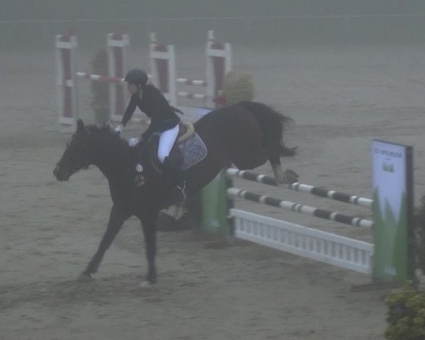 Reitturnier Köln-Leverkusen 2017