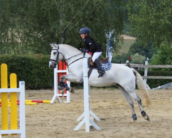 dressage horse Grey Marble (Irish Sport Horse, 2008)