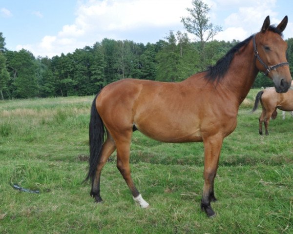 Springpferd Cassino Flash (Deutsches Sportpferd, 2015, von Casskeni II)