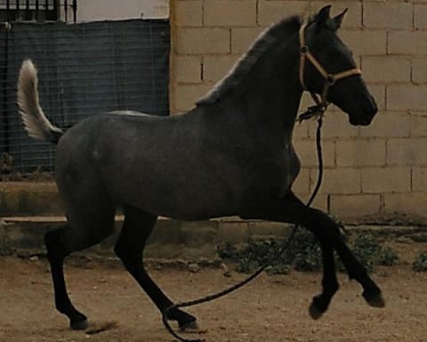 Zuchtstute Galactica (Pura Raza Espanola (PRE),  )