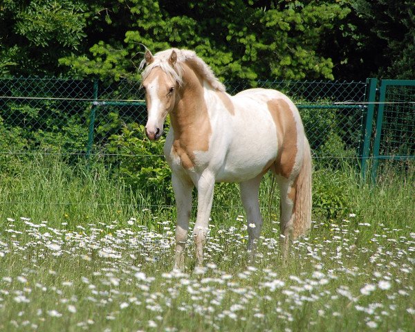 Deckhengst Furioso Gold (Deutsches Reitpony, 2011, von Filou)