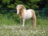 stallion Furioso Gold (German Riding Pony, 2011, from Filou)