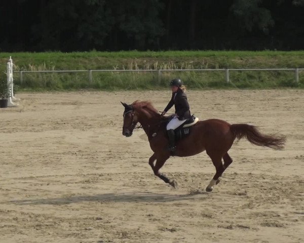 Reitturnier Köln-Leverkusen 2017