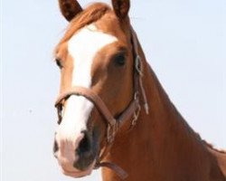 broodmare Zivenchy Pure (KWPN (Royal Dutch Sporthorse),  , from Rousseau)