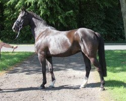 broodmare For Georgia (Hanoverian, 2004, from For Pleasure)