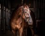 dressage horse All Eyes On Me 4 (Westphalian, 2014, from All At Once)