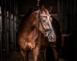 dressage horse All Eyes On Me 4 (Westphalian, 2014, from All At Once)