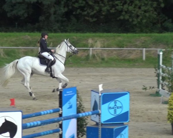 Reitturnier Köln-Leverkusen 2017