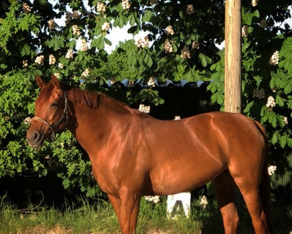 horse Ouibell (Thoroughbred, 2008, from Dr. Fong xx)