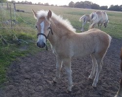 horse Sterntaler (Westfale, 2018, from Starkwind)