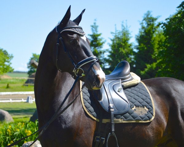 horse Reduktor (Polish Warmblood, 2009)