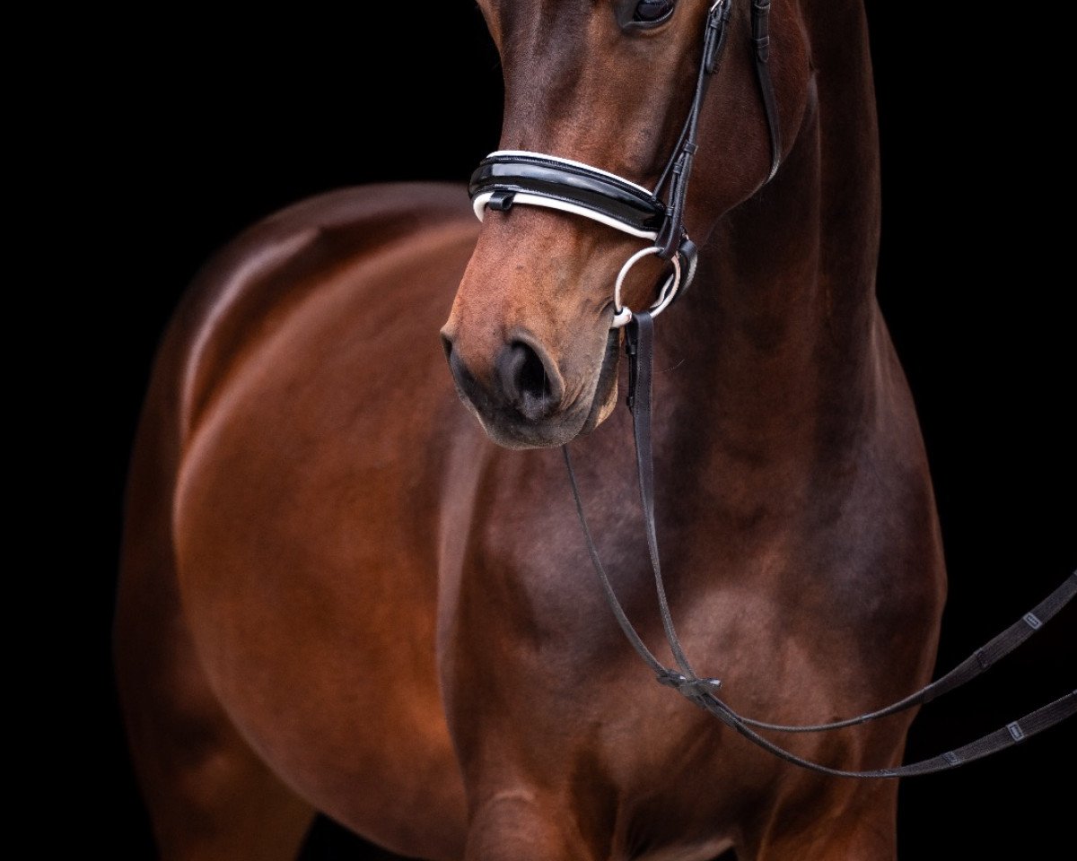 dressage horse V-Power Joseph (Hanoverian, 2014, from Viscount 22)