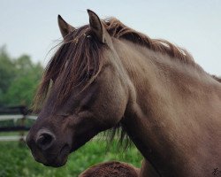 broodmare Nora vom Radenbach (Duelmener, 2007, from Sir)