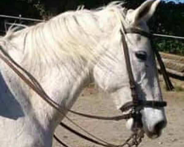 Pferd PERLA (Andalusier, 2006)