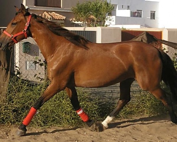 horse BONITA (Pura Raza Espanola (PRE),  )