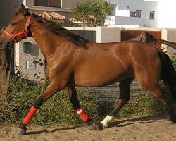 Pferd Bonita (Pura Raza Espanola (PRE),  )