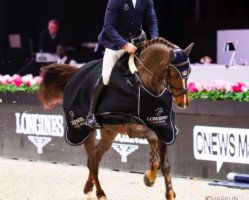 jumper Kay (Belgian Warmblood, 2010, from Echo van het Neerenbosch)