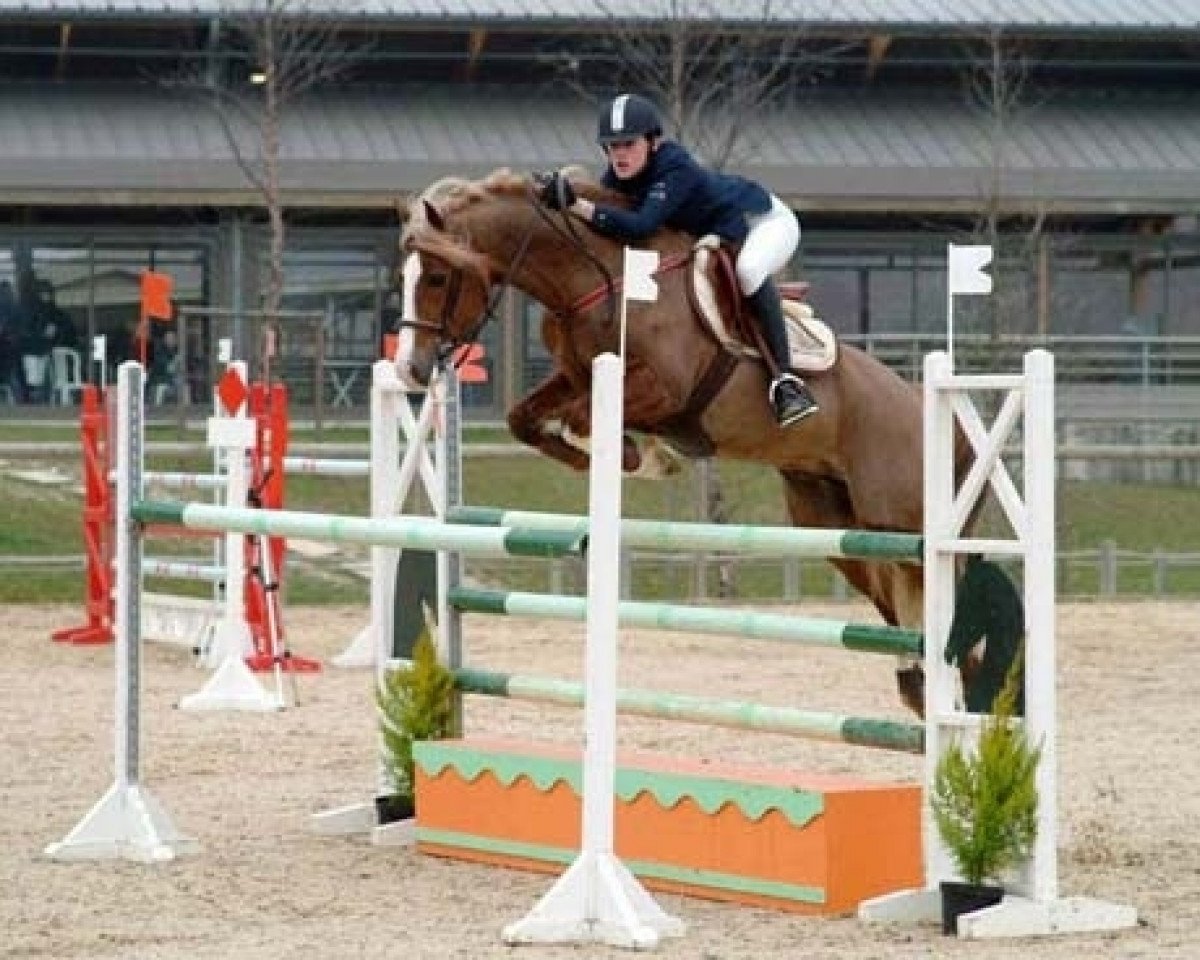 Deckhengst Havane Welsh (Welsh-Cob (Sek. D), 1995, von Parc Boneddwr)