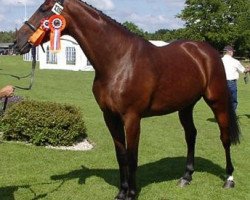 broodmare Twister de Liemers (Nederlands Rijpaarden en Pony, 2000, from Rox de la Touche)