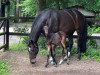 dressage horse Bonbon (Westphalian, 2018, from Bossanova 28)